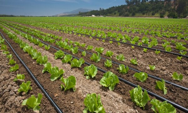 Drip irrigation 1100 X 1000 Drip irrigation 1100 X 1000