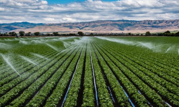 avyaan-sprinkler-irrigation-02