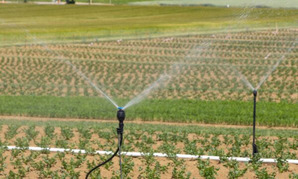 being-organic-in-eu-ZYiOik4jels-unsplash