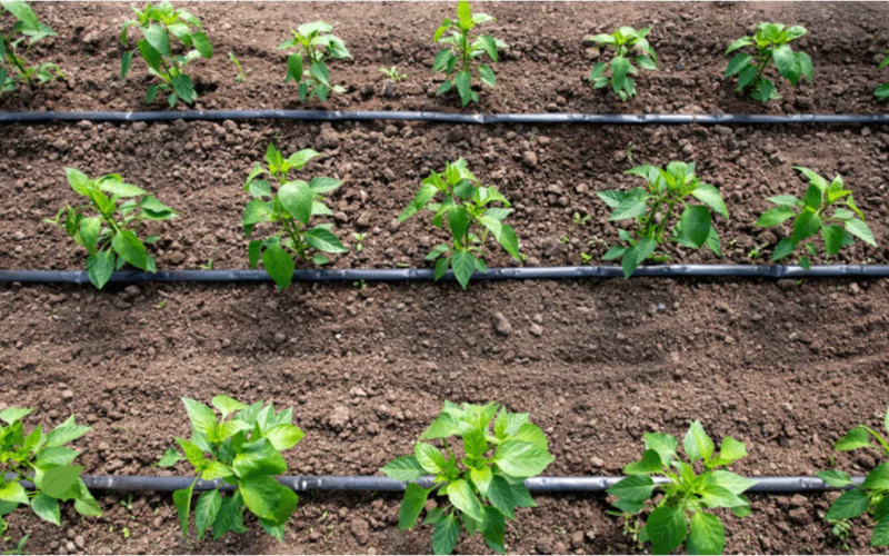 drip-irrigation-technology drip-irrigation-technology