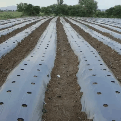 Mulch Films